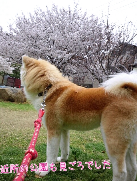 サクラ サクラ 長毛秋田犬永遠