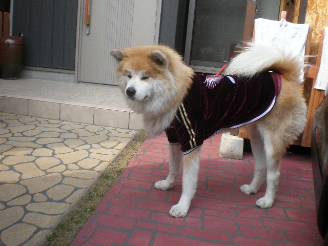 ワイルドでいこう 長毛秋田犬永遠