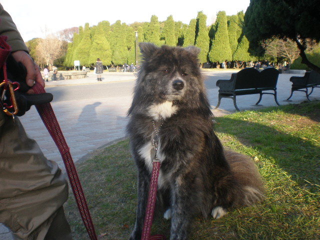 秋田犬ななちゃんに出会った 長毛秋田犬永遠